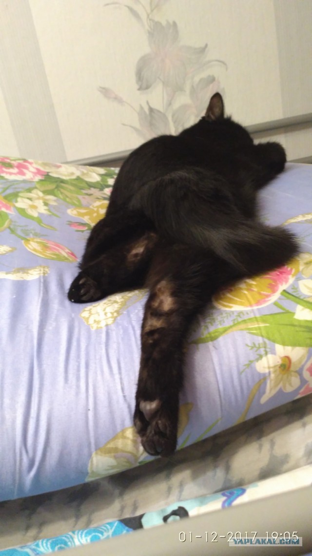 Котовторник  05.12.2017