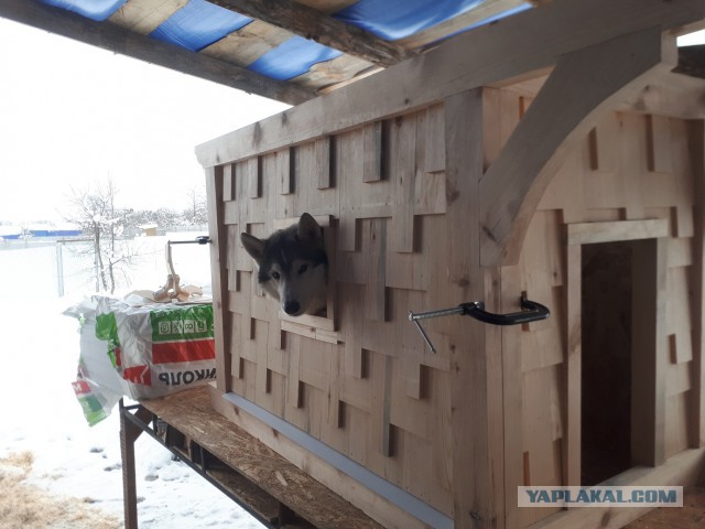 Как мы с другом собачью будку запилили..