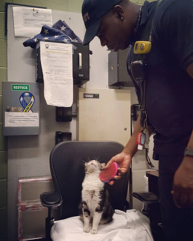 Нью-Йоркские пожарные приютили забежавшего на их станцию котенка