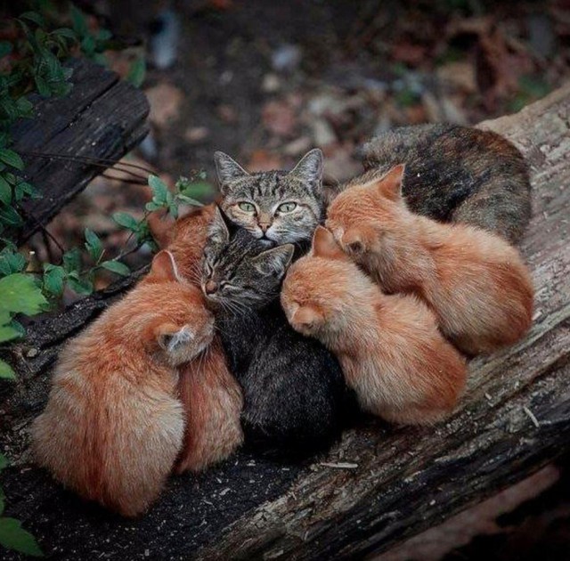 Фотобомбы котов
