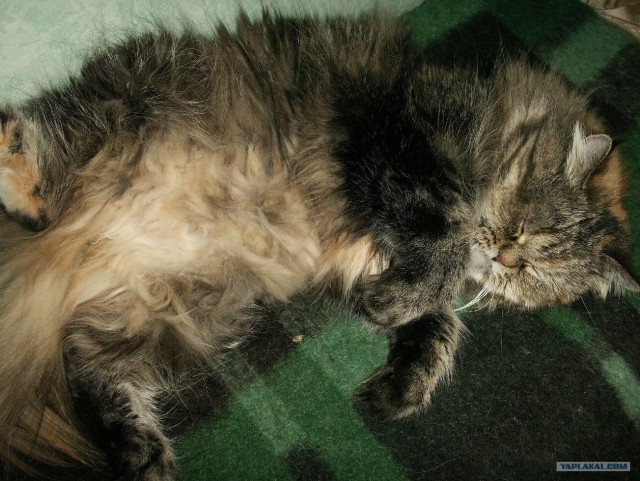 Котовторник в "КотоГетто"