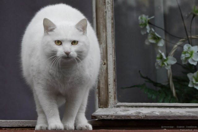 Котовторник (07.02.2012)