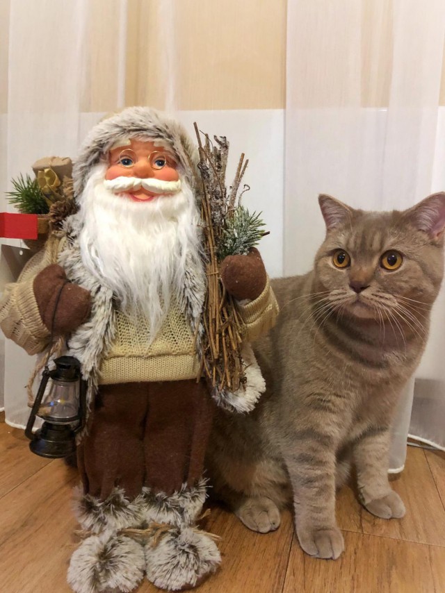 Живность из сети