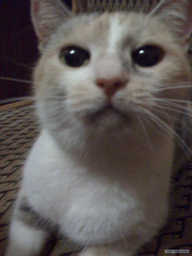 Котовторник  17.07.2012