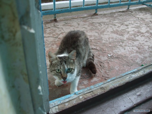 Котовторник 31.07.2012 г.