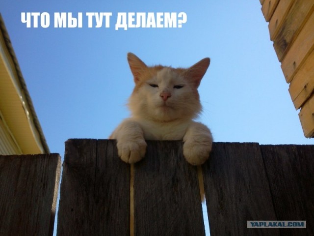 Котонянька и котовторник