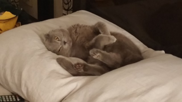 Мой кот не умеет нормально сидеть