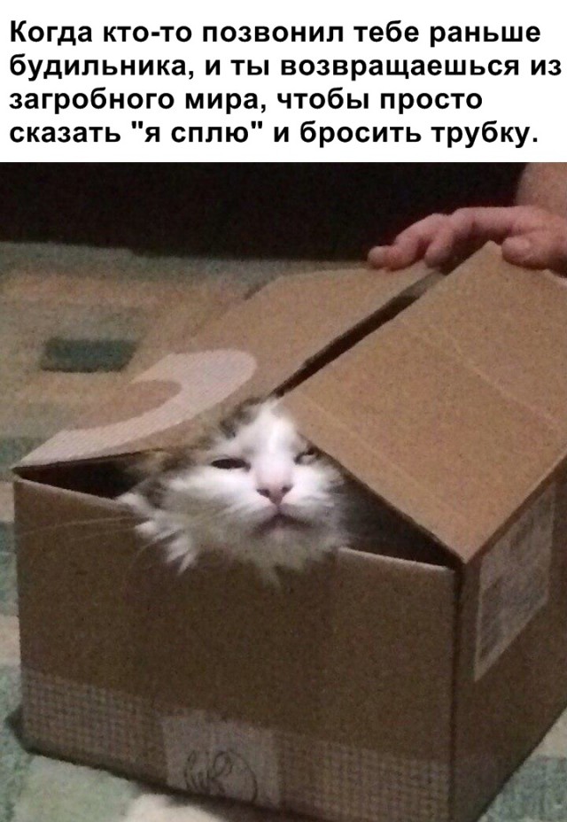 Забавные фото котеек