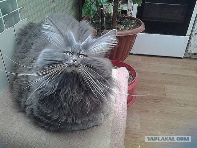 Хана тапкам