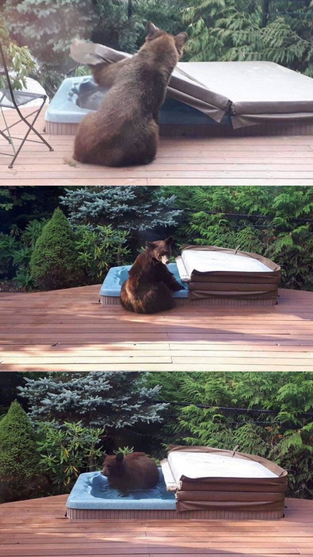 Эти забавные животные