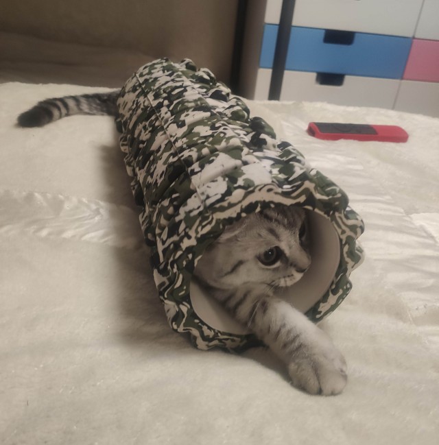 Международный день домашних животных