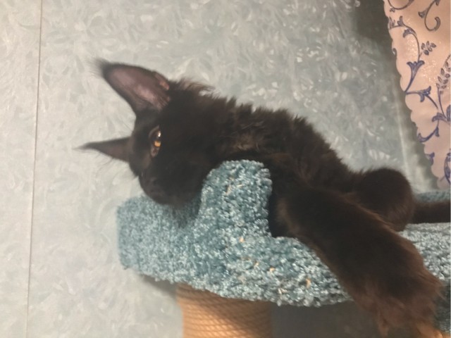 Домик для котейки