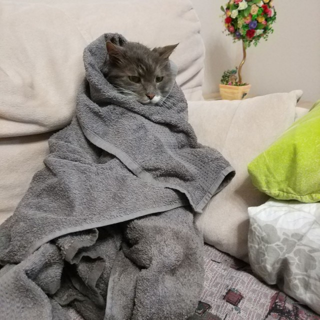 Котовторнику быть!