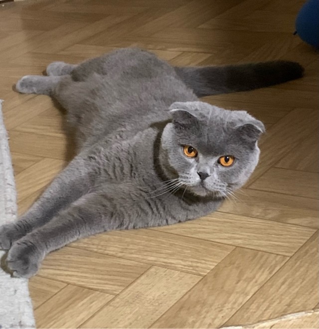Котовторник!