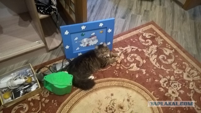 Даешь котовторник!