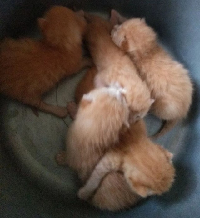 Жизнь кота Барсика из деревни