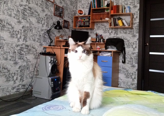 А как вы спите с котиком?