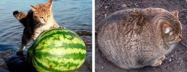 Кот-булка, красавчик Шрек и другие чудеса нейросети Midjourney