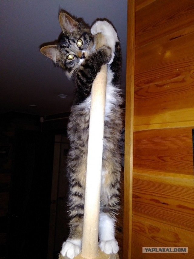 Начинаем котофторник?