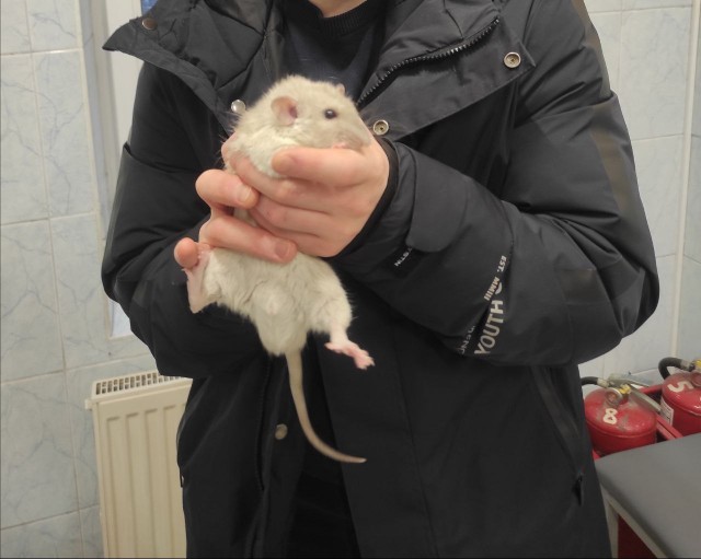 Наша крысиная история