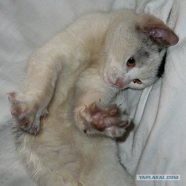 Котовторник 30.04.2013