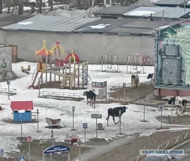 В Вологде признали проблему гуляющих по городу коров