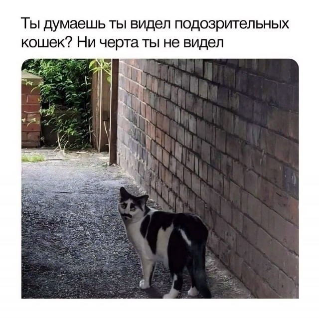 Весёлый полтишок 05.05.24