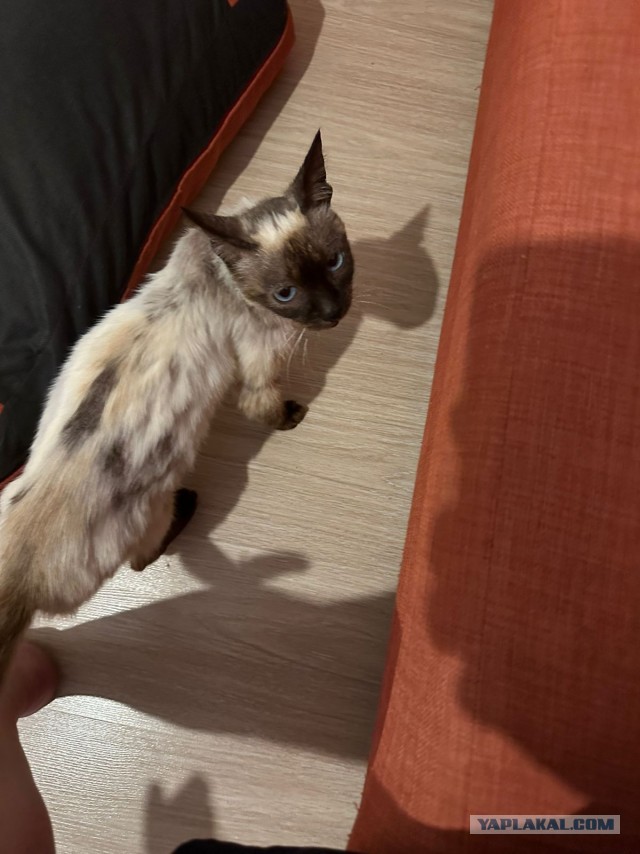 Котовторник же!