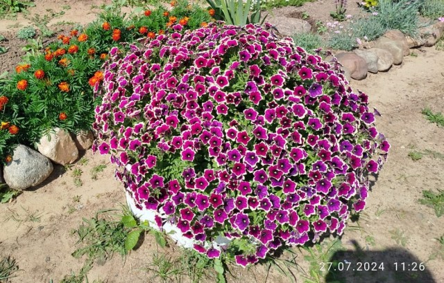 Вырастила красоту! Моя первая петуния