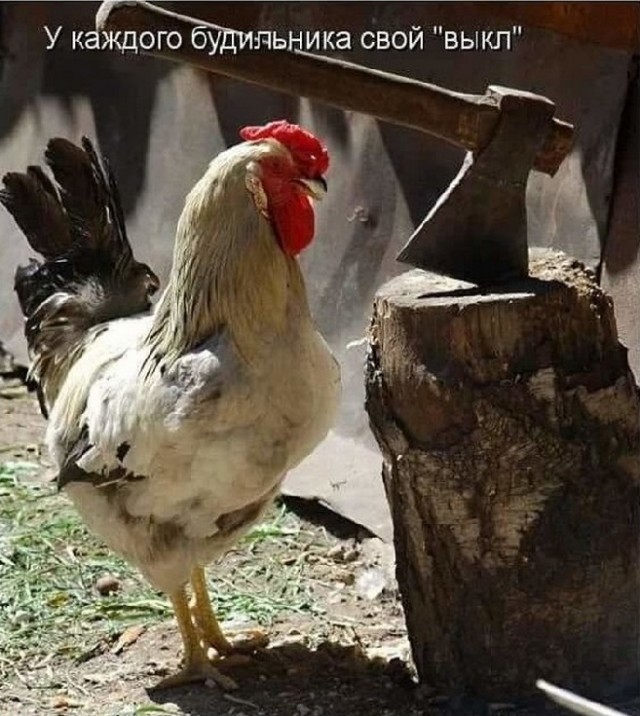 Смехотерапия. Весёлые картинки