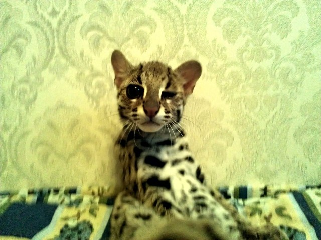 О бенгальских котах на наглядном примере