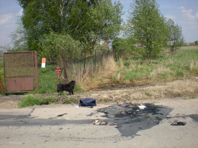 Спасение собаки из асфальта