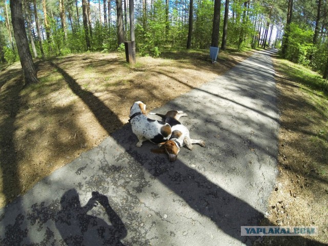Жена уехала на выходные в деревню
