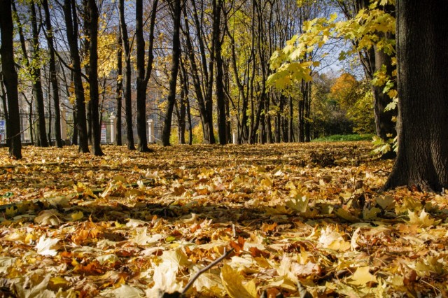 Вот такая красота у нас сегодня