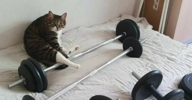 Чутка кошек