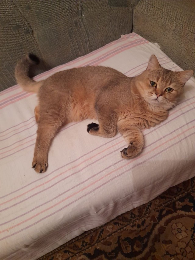Котоленд. Котик шиншилла в поисках дома!⁠