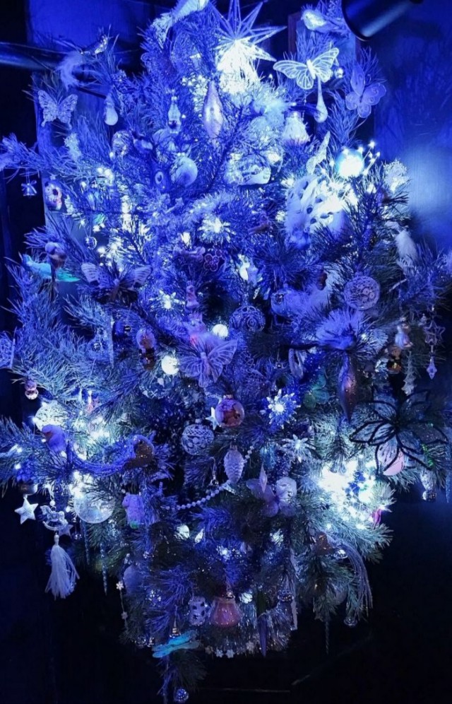 Туёвая ёлка. Или как сделать ёлку из живой туи