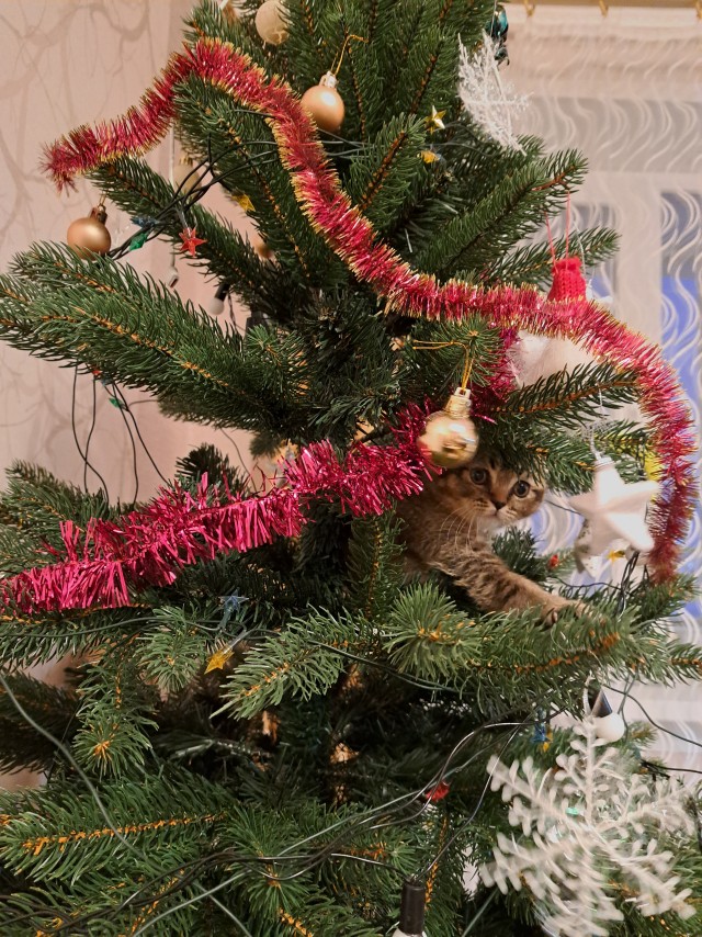 Запрет на вислоухих с 01.01.26