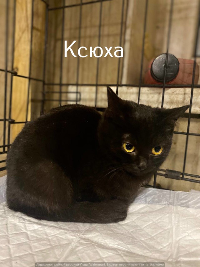 Жизнь домашнего приюта "Котоленд" 530