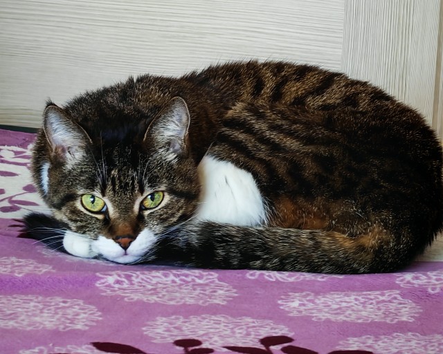 Рандомных фото котов тред