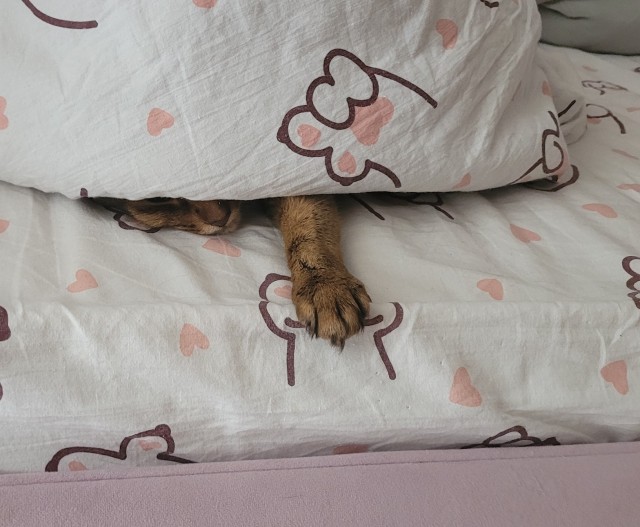 К котопятнице