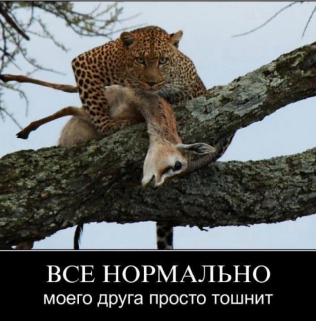 Снова про гепарда