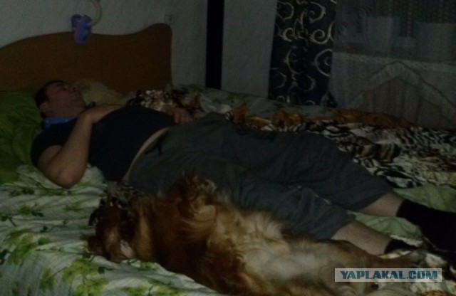 В мире животных