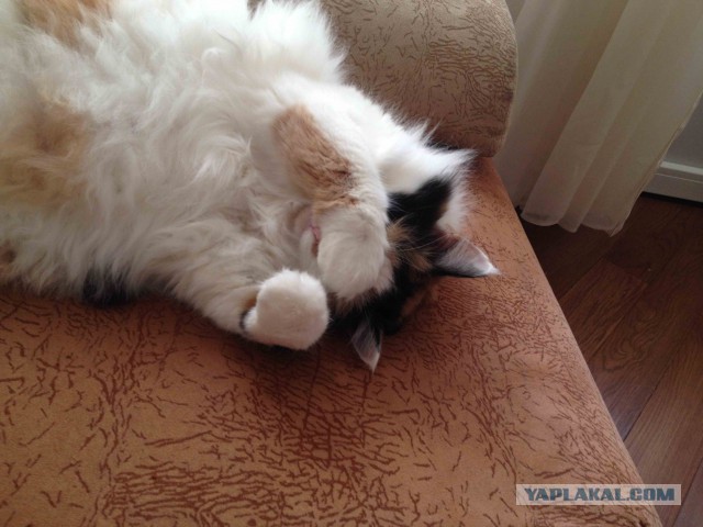 Котовторник 25.02.2014