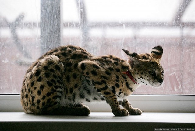 Питомник диких африканских кошек.