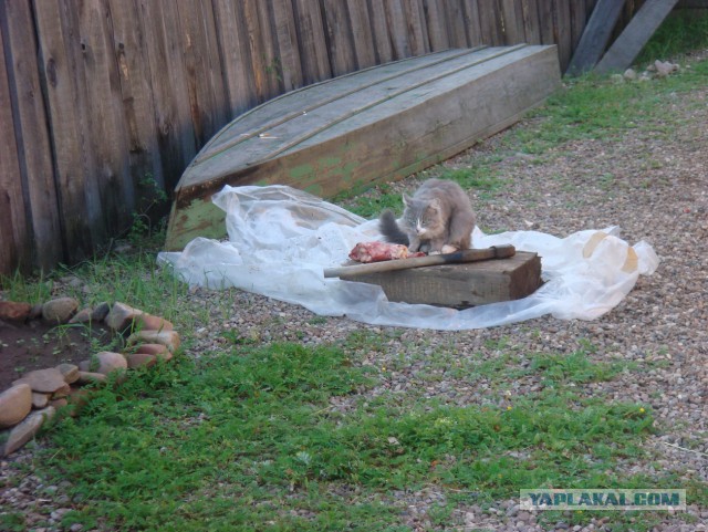 Рыбалка на р. Лена