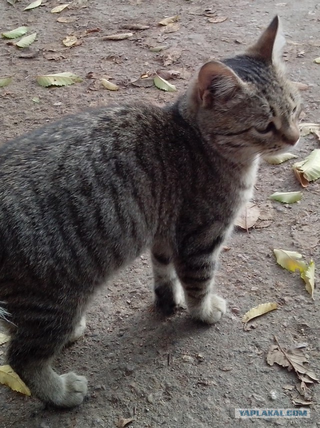 Котовторник 21.10.2014