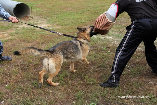 Центр кинологической службы Упр-ния на транспорте