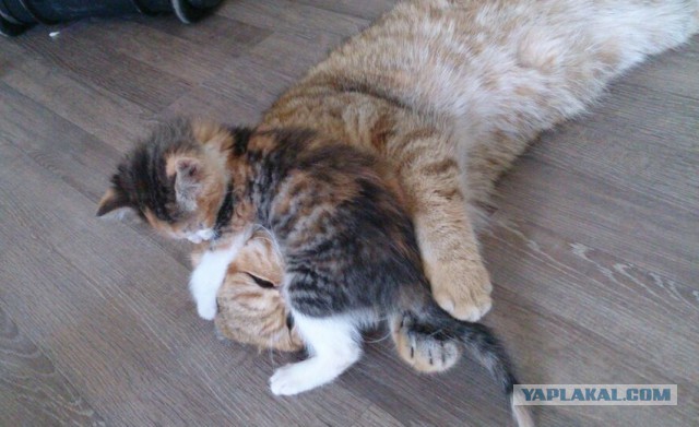 Котовторник 16.06.2015., Котовторник наступил!