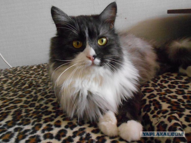 Котовторник 18.08.2015